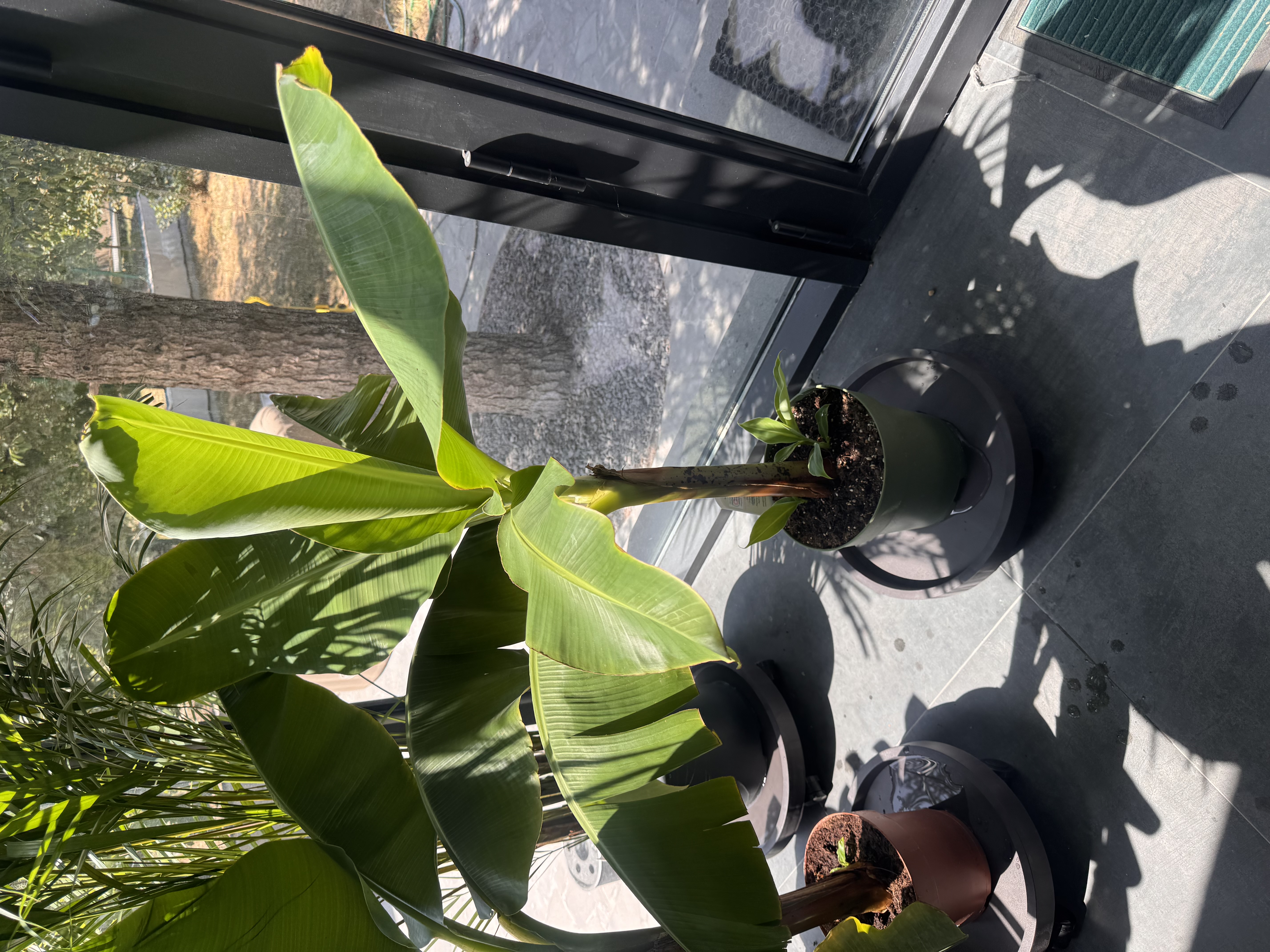 Banana 1