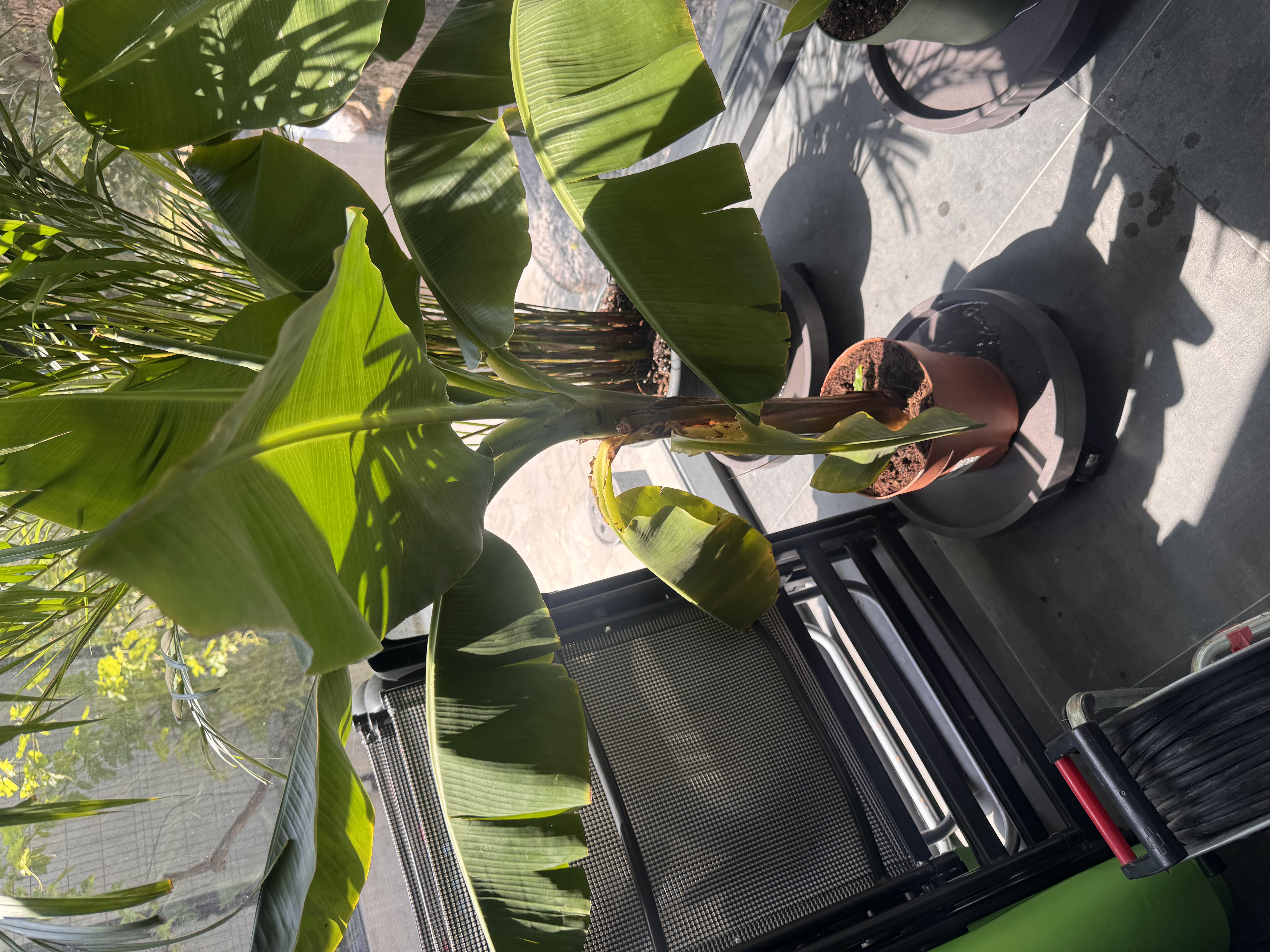 Banana 2